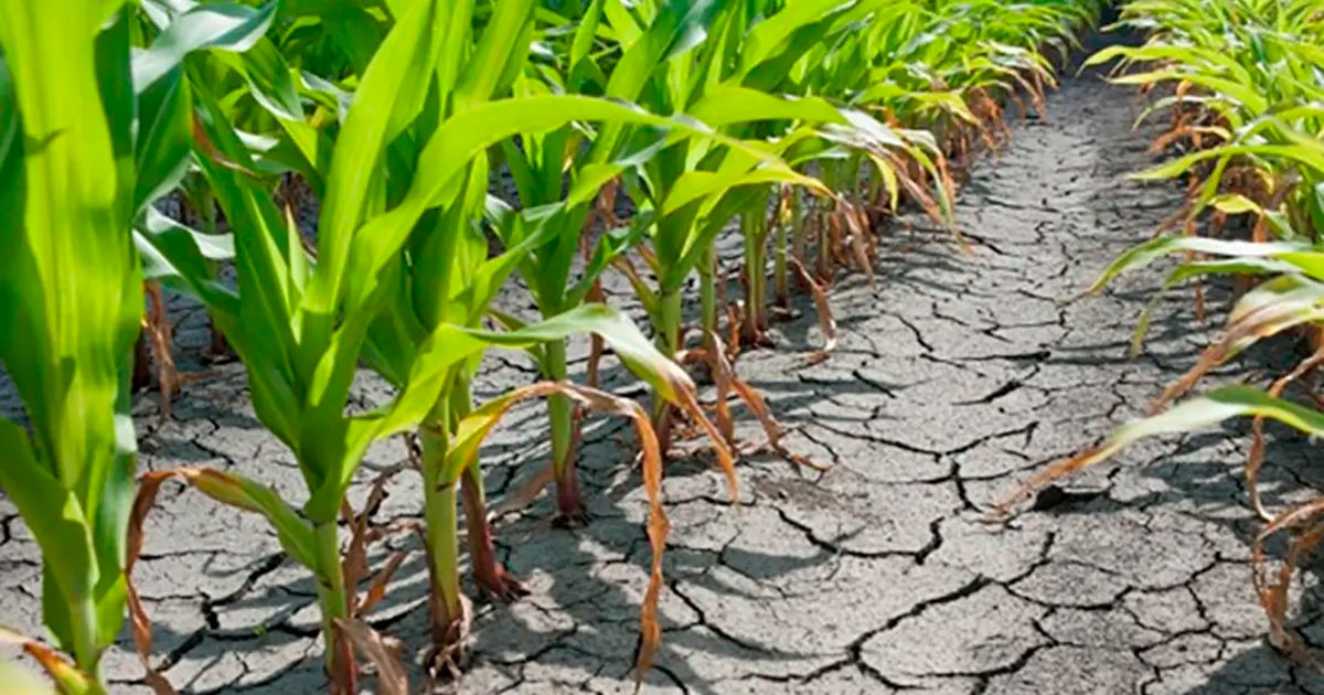 La sequía en Chile obliga a cambiar el riego agrícola