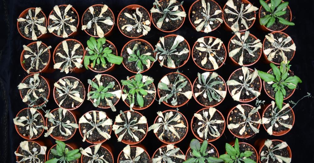 Científicos españoles descubren una proteína clave en plantas que confiere tolerancia a la sequía - ChileBIO