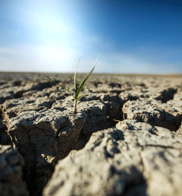 La extrema sequía podría provocar un desabastecimiento en la alimentación