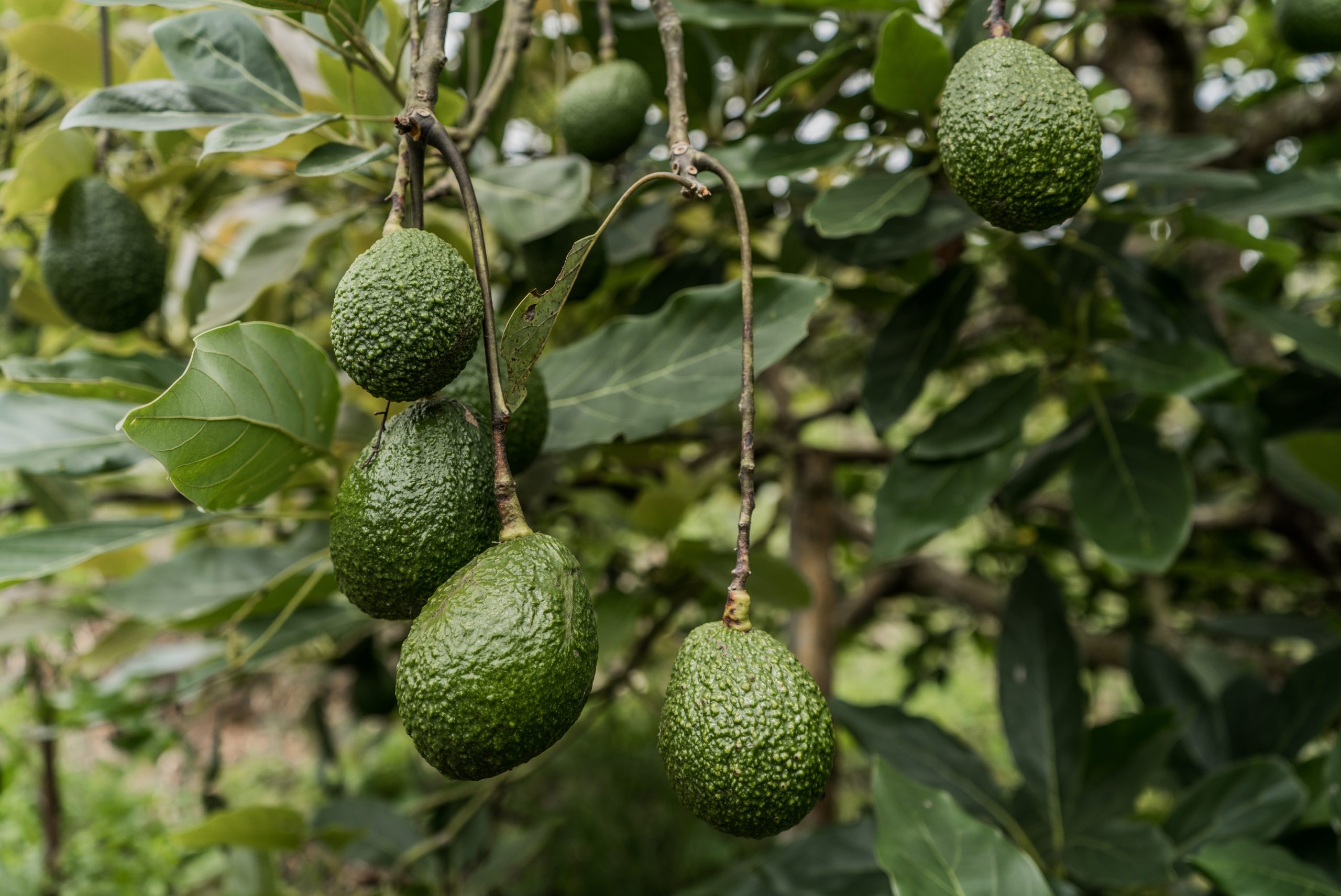 Investigadores colombianos estudian microorganismos para combatir hongos dañinos en cultivos de aguacate y maracuyá - Biologicals Latam