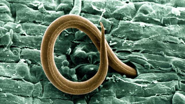 Evalúan producción y actividad de captura de nuevas cepas de hongos biocontroladores de los nematodos - Biologicals Latam