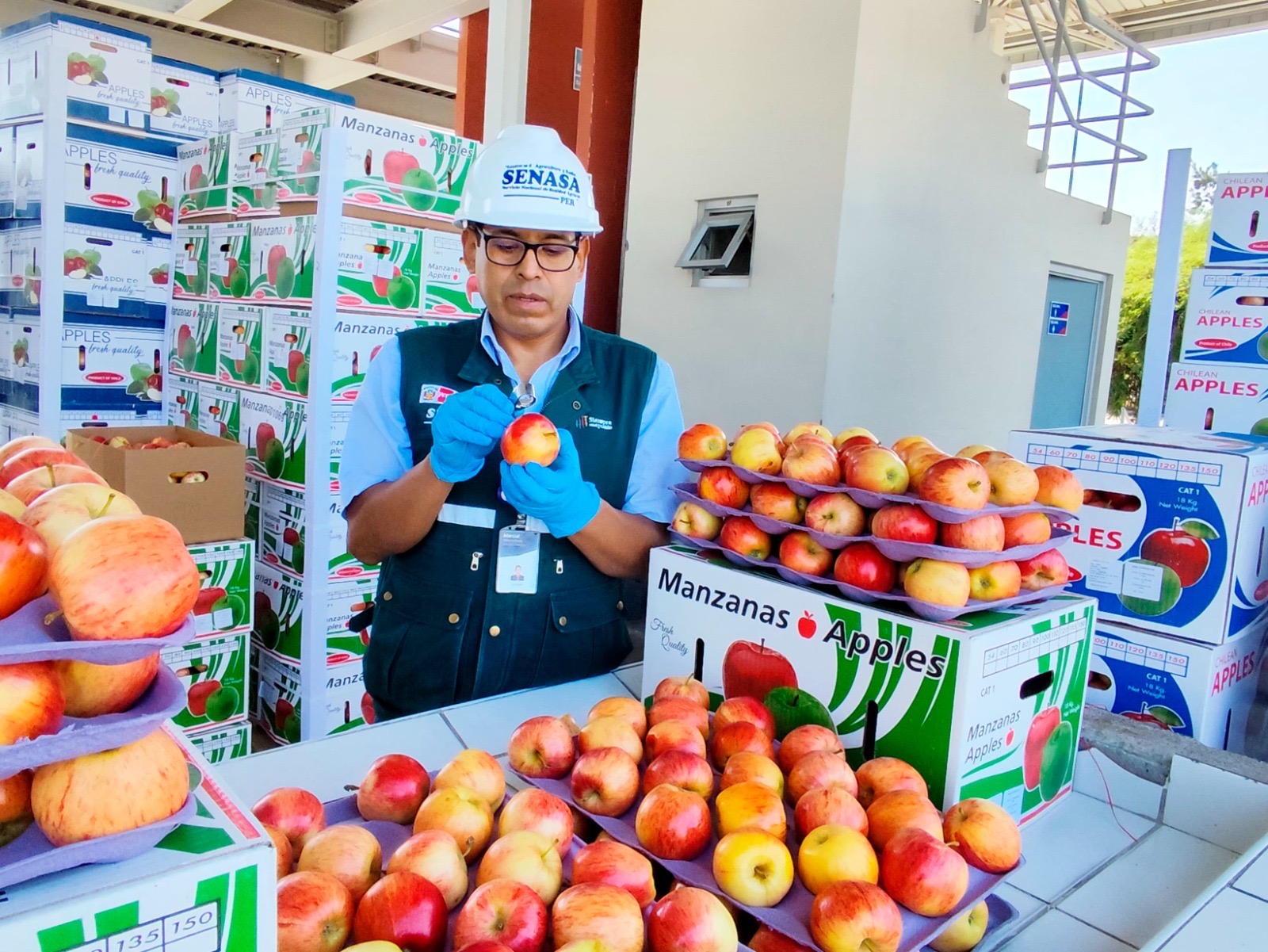 Perú suspende importación de carozos y manzana de Chile - PortalFruticola.com