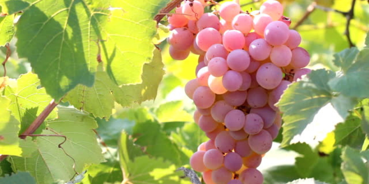 Vitivinicultura, una industria milenaria con innovación, tecnología y sostenible