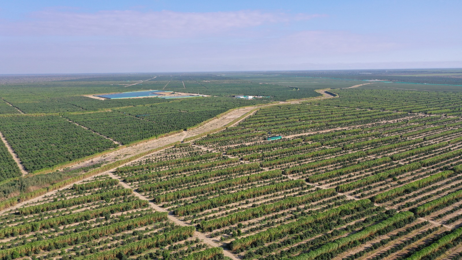 Efectos del clima en paltos y arándanos: desafíos y soluciones - Redagrícola